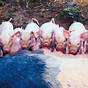 Gestation For Pigs Chart