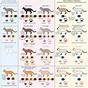 Cat Fur Patterns Chart