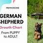 German Shepherd Ears Chart