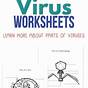 Viruses Worksheet Answer Key