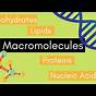 Macromolecules Study Guide Answer Key