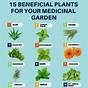 What Herbs To Plant Together Chart