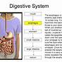 Flow Chart Of Digestive System Class 10