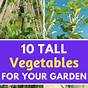 How Tall Is A Vegetable Can