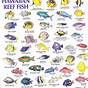 Hawaii Reef Fish Chart