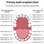 Tooth Eruption Chart Permanent