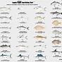 Gulf Of Mexico Fish Chart