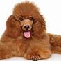 Growth Chart Standard Poodle