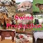 Swine Production And Management Pdf