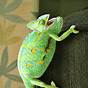 Male Veiled Chameleon For Sale