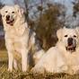 Great Pyrenees Size Chart
