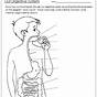 Digestive System Worksheet For Kids