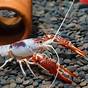 Crayfish Colors By Season