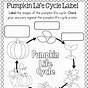 Life Cycle Of A Pumpkin Worksheets Free