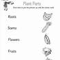 How To Plant A Seed Step By Step Worksheet