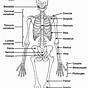 Human Skeleton Labeling Worksheet