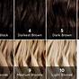 Hair Level Color Chart