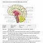 Structure Of The Brain Worksheets Answers