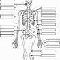 Human Skeletal System Worksheet