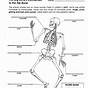 Free Printable Muscular System Worksheets