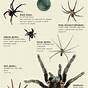 Usa Spider Identification Chart