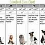 Dog Clothing Size Chart By Breed