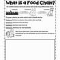 Food Chain Worksheets