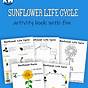 Sunflower Life Cycle Picture