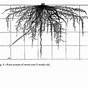 Average Root Depth Of Vegetables