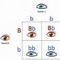 Eye Color Genotype Chart