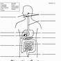 Digestive System Ks2 Worksheet