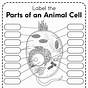 Label Animal Cell Worksheet