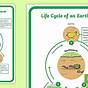 Earthworm Life Cycle Stages