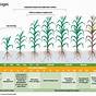 Growth Stages Of Corn Chart