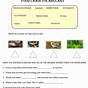 Food Chain Vocabulary Worksheets