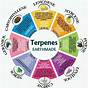 Terpene Profile Terpenes Chart