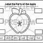 Life Cycle Of An Apple Worksheet Pdf
