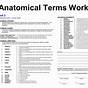 Anatomical Position Terms Worksheet