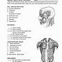 Muscular System Worksheets Answers