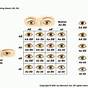 Eye Color Genes Chart