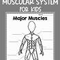 Worksheet On Muscular System