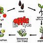 Apple Tree Cycle For Kids