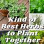 Herbs And Flowers To Plant Together
