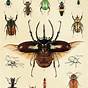 Ground Beetle Beetle Identification Chart