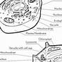 Label Plant Cell Worksheets
