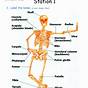 Skeletal System Lab Worksheet