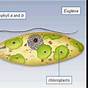 Euglena Structure And Function