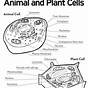 Free Plant And Animal Cell Worksheets