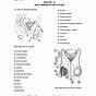 Male Reproductive System Worksheets