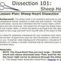 Sheep Heart Dissection Worksheet
